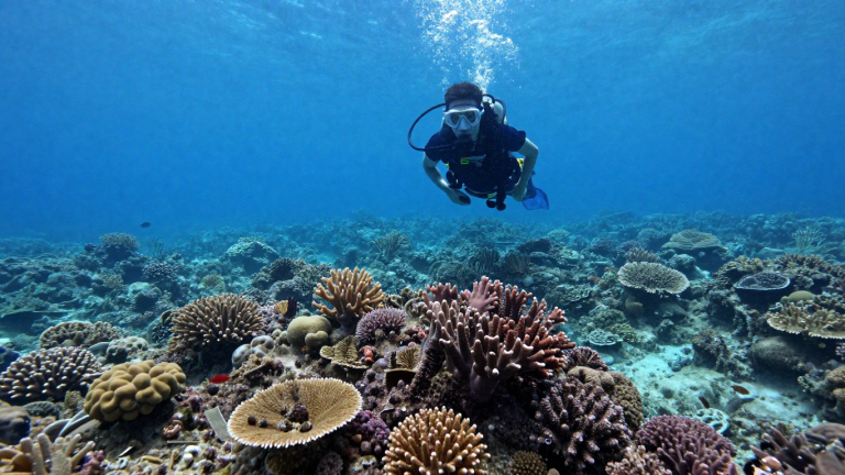 Tips Melindungi Terumbu Karang Saat Diving di Pantai & Laut